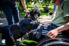 Ein Labrador begrüsst einen Jungen im Rollstuhl. Er hält seine Schnauze auf den Rollstuhltisch.