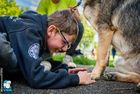Ein Junge bückt sich, um die Pfoten eines Deutschen Schäferhundes zu begutachten. Der Hund sitzt geduldig vor dem Schüler.