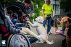 Ein Goldendoodle gibt einem Schulkind im Rollstuhl das Pfötchen.